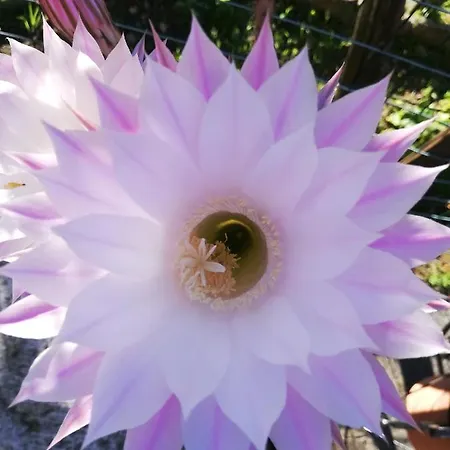 Appartement La Rosa Rossa *