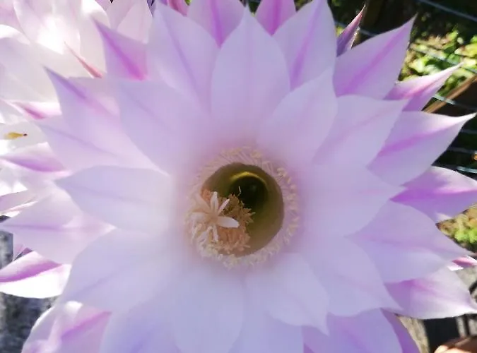 Apartament La Rosa Rossa *