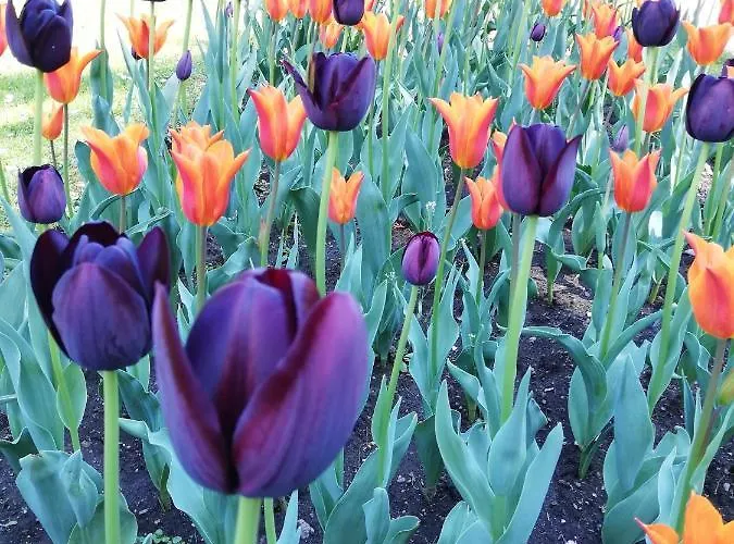 La Rosa Rossa * Cambiasca